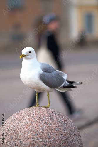 Herring gull