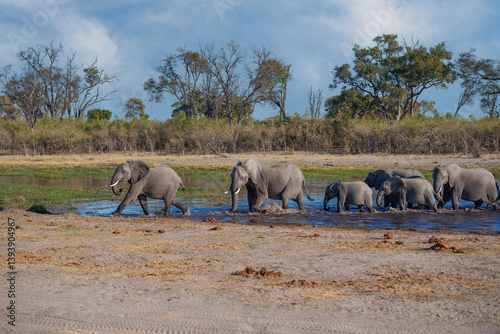 Photography A group of elephant families go to the water's edge for a drink - African elephants standing near lake in Moremi game reserve, Botswana