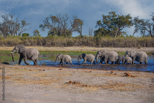 Photography A group of elephant families go to the water's edge for a drink - African elephants standing near lake in Moremi game reserve, Botswana