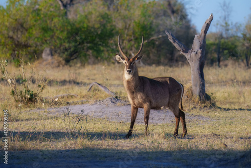 Waterbuck close-up detail, Kobus ellipsiprymnus, large antelope in sub-Saharan Africa. Nice African animal in the nature habitat, Uganda. Wildlife from nature. Evening Africa. Africa wildlife.  photo