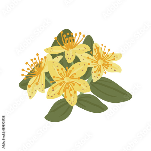 St. John's wort, Hypericum perforatum, field flowers and green leaves, vector drawing medicinal plant at white background, floral element, hand drawn botanical illustration