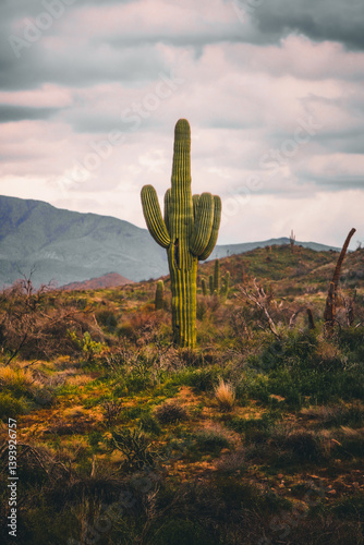 cactus in desert