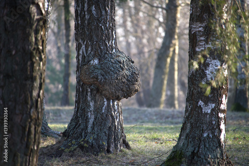 A large burr grows on a birch tree in a forest, illuminated by dappled sunlight during the day.