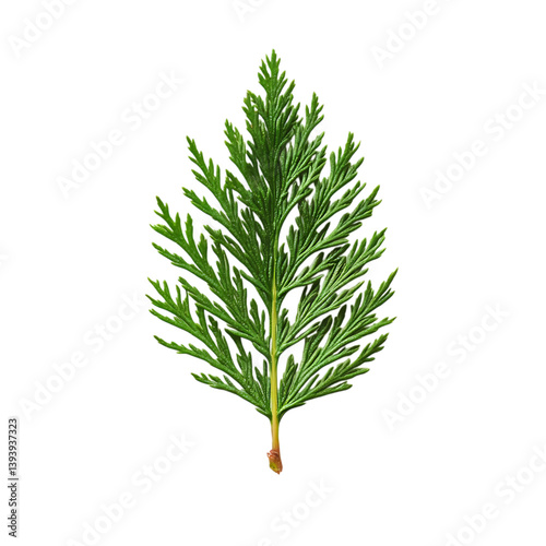 Cedar Leaf png photo