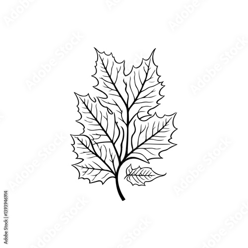 Delicate sycamore leaf line drawing with intricate vein details and organic design