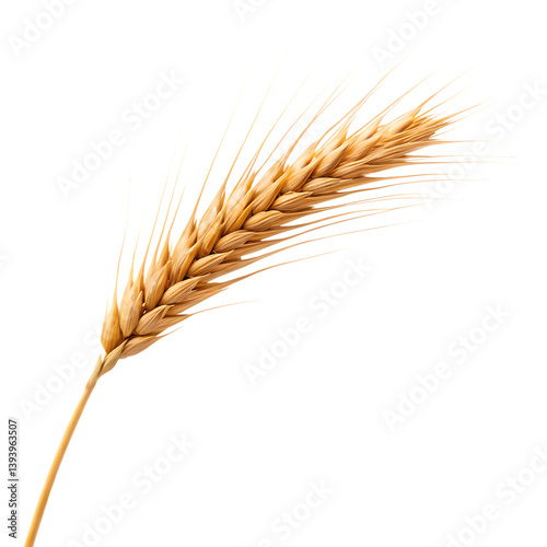 ear of wheat