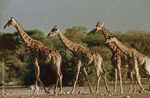 Photography giraffe in the wild
