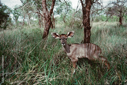 Quadro su tela Kudu calf