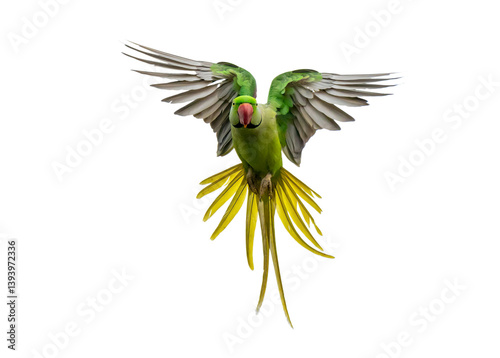 Colorful Flying Parrot Isolated on Transparent Background