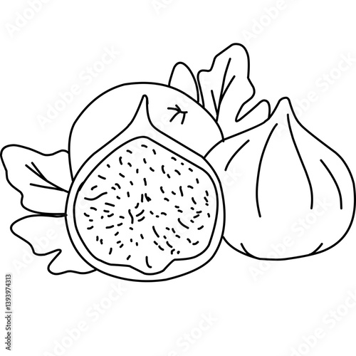 figs outline on isolated white