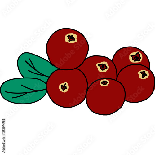 vector illustration of cranberries