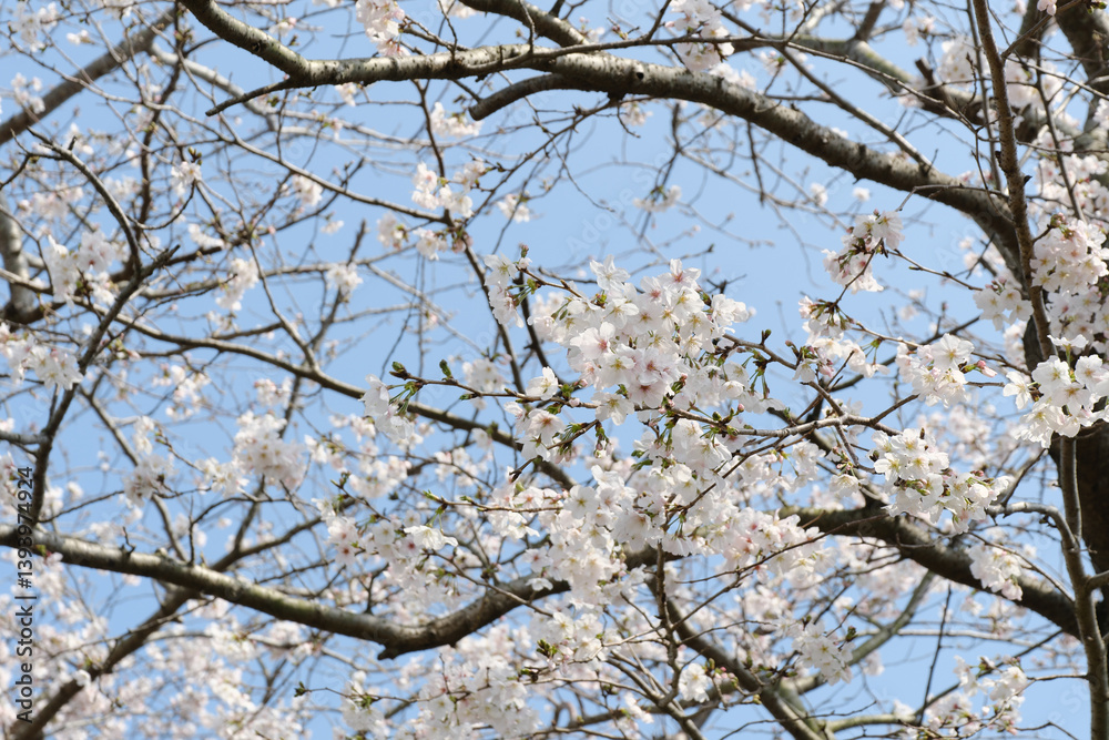 開花する美しい桜の花 開花する美しい桜の花