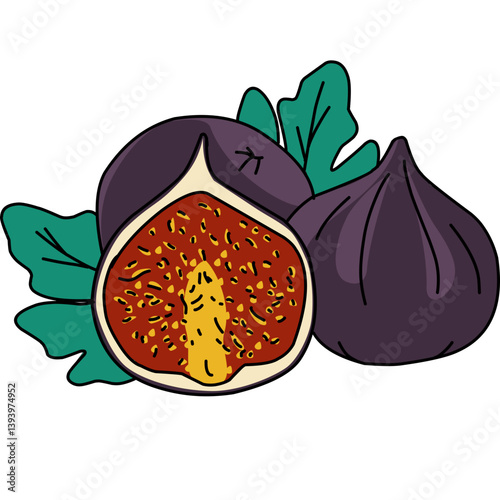 vector illustration of a ripe fig