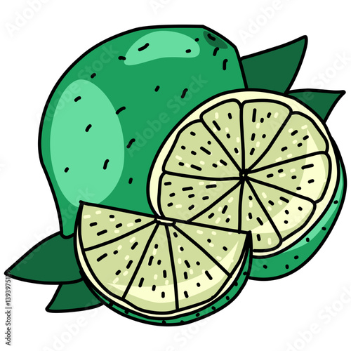 vector illustration of a lime