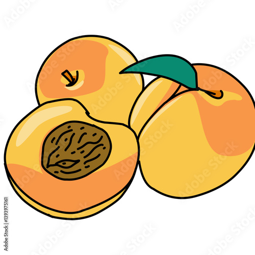 apricot on isolated white
