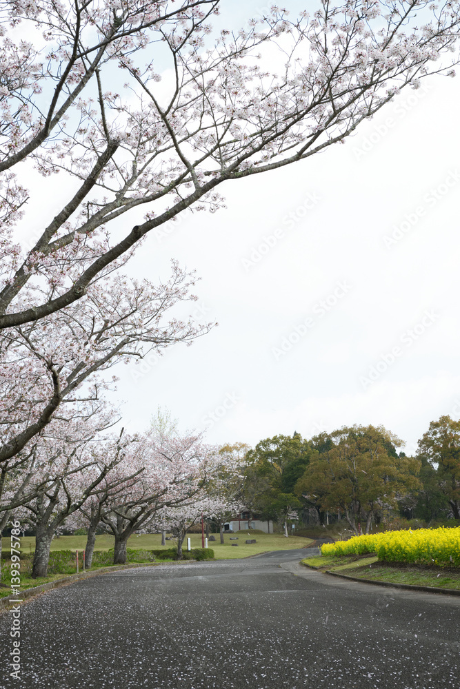 Fototapeta premium 桜の木と菜の花の道