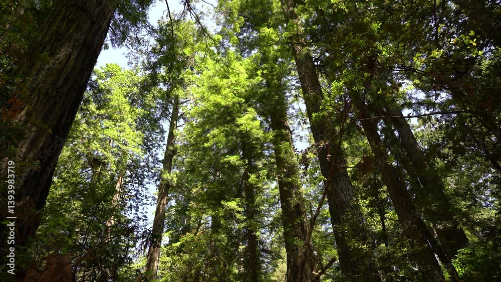 Redwood National Park Lady Bird Johnson Grove Forest View California USA World Heritage Site Redwood National Park Lady Bird Johnson Grove Forest View California USA World Heritage Site