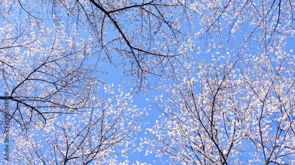Rotating Camera Shot of Cherry Blossoms Rotating Camera Shot of Cherry Blossoms