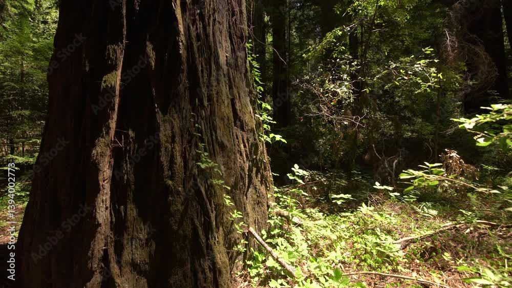Redwood National Park Tree bark and Rainforest California USA World Heritage SIte Redwood National Park Tree bark and Rainforest California USA World Heritage SIte