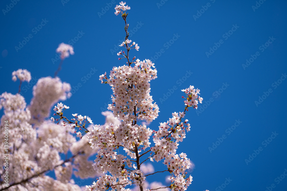 A blooming branch of cherry blossom tree in spring. A blooming branch of cherry blossom tree in spring.