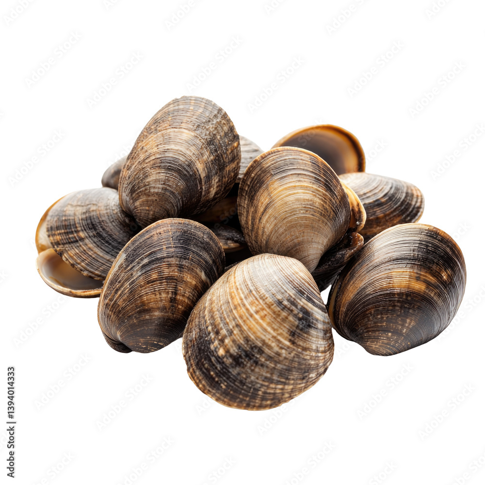 Fresh Clams Display on transparent background Fresh Clams Display on transparent background