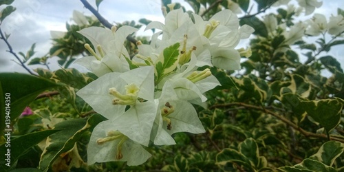 Close up of white bougenville flowers at the garden