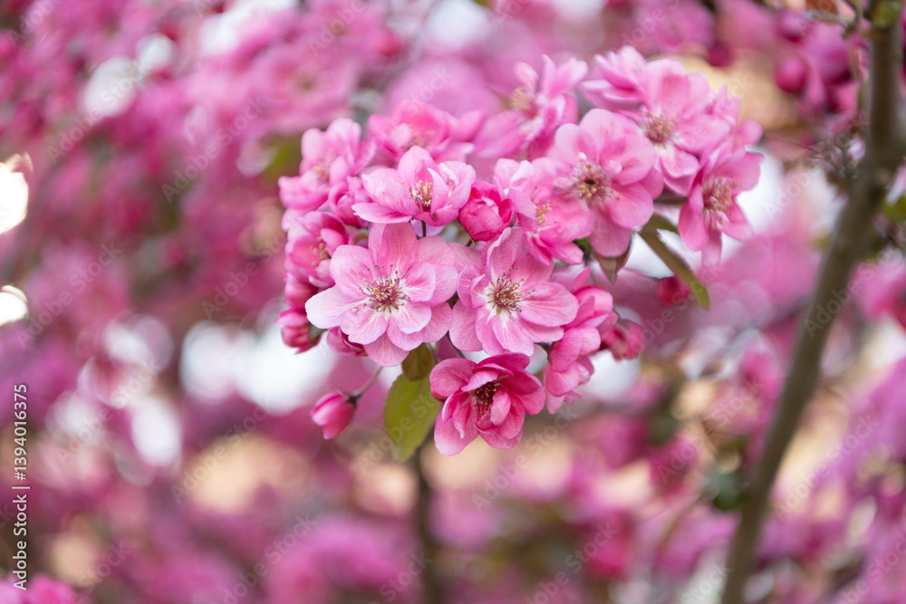 springtime pink sakura blooming on branch. photo of springtime sakura bloom. springtime pink sakura blooming on branch. photo of springtime sakura bloom.