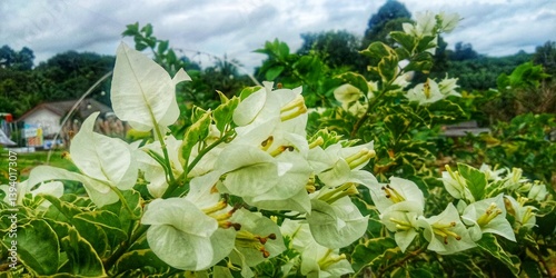 Close up of white bougenville flowers at the garden