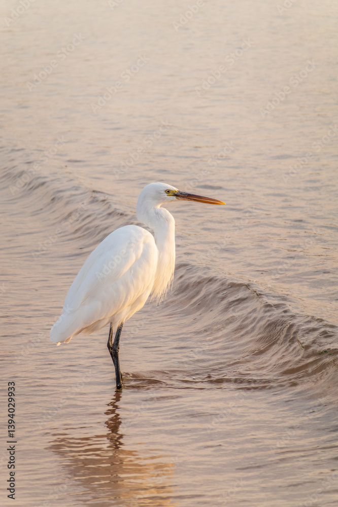 Great egret (Ardea alba), a medium-sized white heron fishing on the sea beach Great egret (Ardea alba), a medium-sized white heron fishing on the sea beach