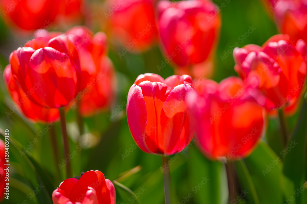 Red Tulip flower in tulip field at spring day. Colorful vivid pink tulips in the park. Spring landscape. Red tulip garden in spring. The Tulip. Beautiful bouquet of tulips in spring nature. Close up Red Tulip flower in tulip field at spring day. Colorful vivid pink tulips in the park. Spring landscape. Red tulip garden in spring. The Tulip. Beautiful bouquet of tulips in spring nature. Close up