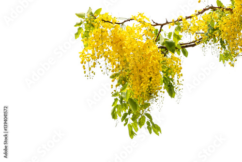 Fototapeta Naklejka Na Ścianę i Meble -  Golden shower or cassia fistula leave and flower transparent background for decoration	