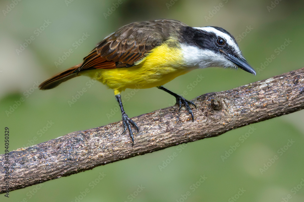 Great kiskadee (Pitangus sulphuratus), Sarapiqui, Costa Rica. Selective focus on bird's eye