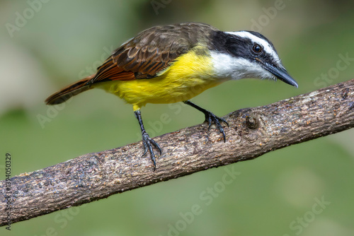 Obraz na płótnie Great kiskadee (Pitangus sulphuratus), Sarapiqui, Costa Rica. Selective focus on bird's eye w salonie