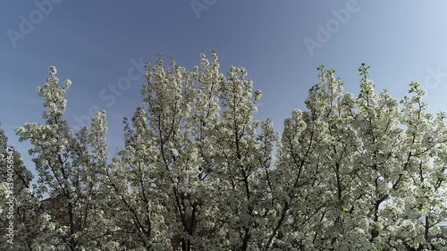 Wallpaper Mural blooming tree, tree branches and blue sky, white flowers and sky Torontodigital.ca