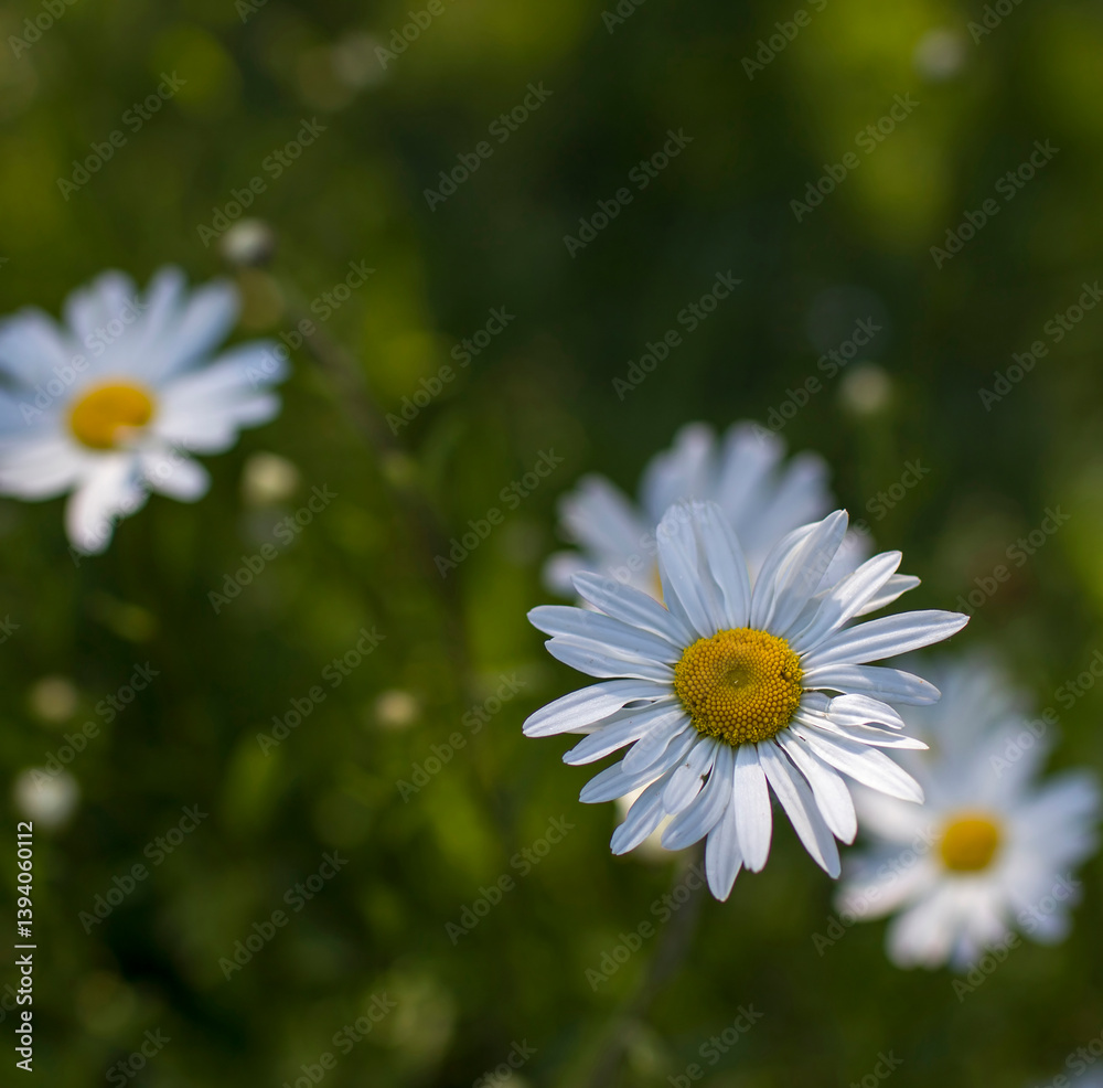 Ox-eye Daisy (Leucanthemum vulgare) in a garden - secret garden