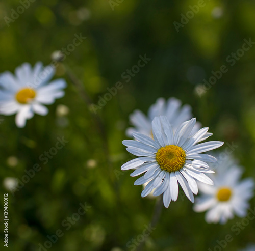Obraz na płótnie Ox-eye Daisy (Leucanthemum vulgare) in a garden - secret garden w salonie