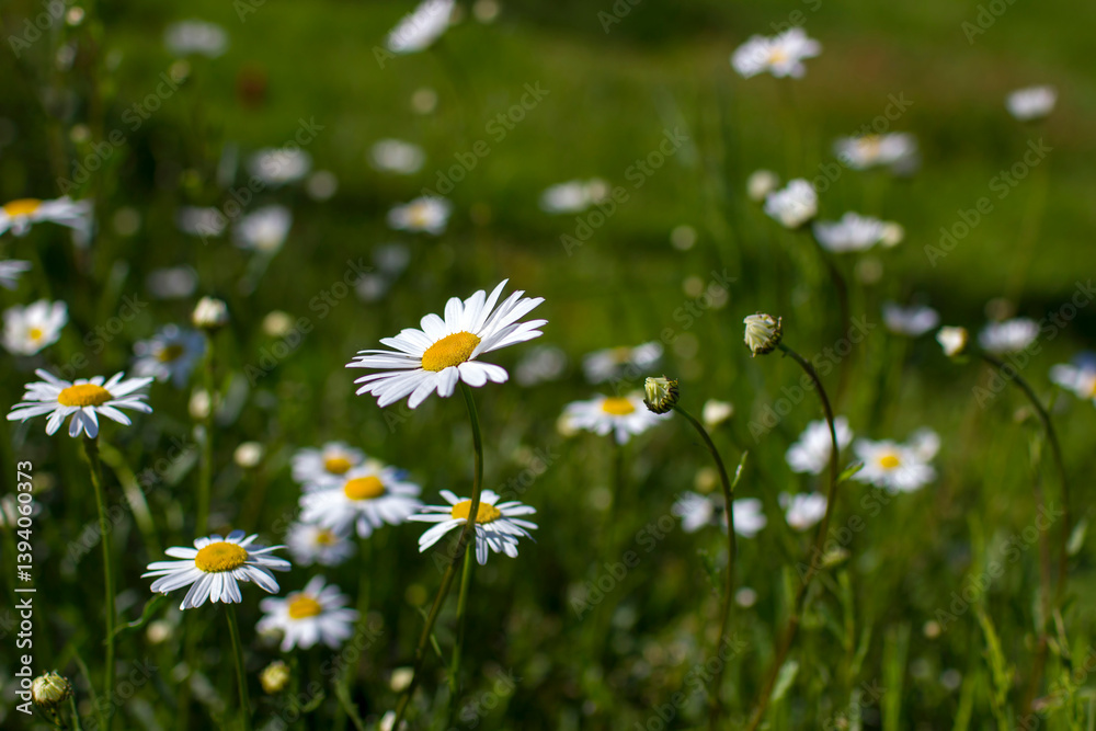 Ox-eye Daisy (Leucanthemum vulgare) in a garden - secret garden