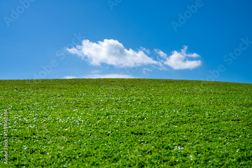 Fototapeta Naklejka Na Ścianę i Meble -  Grass background. Pasture grassy pattern. Green meadow. Green grass land. Summer grassy countryside. Peaceful grass hill. Grass pattern. Summer meadow. Sunny field. Idyllic pasture. Country scenery.
