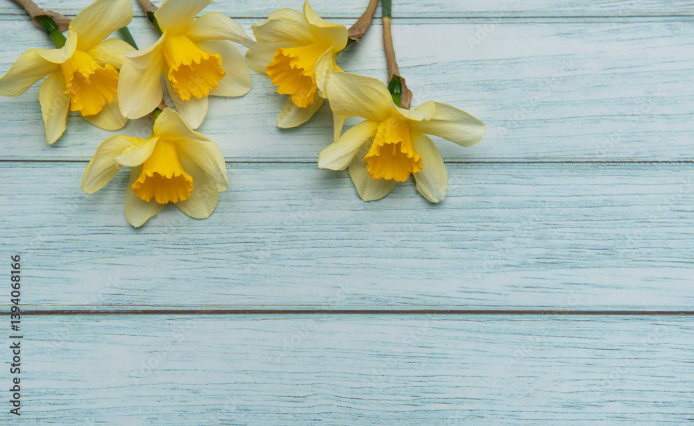 Yellow daffodils lying on light blue rustic wooden planks