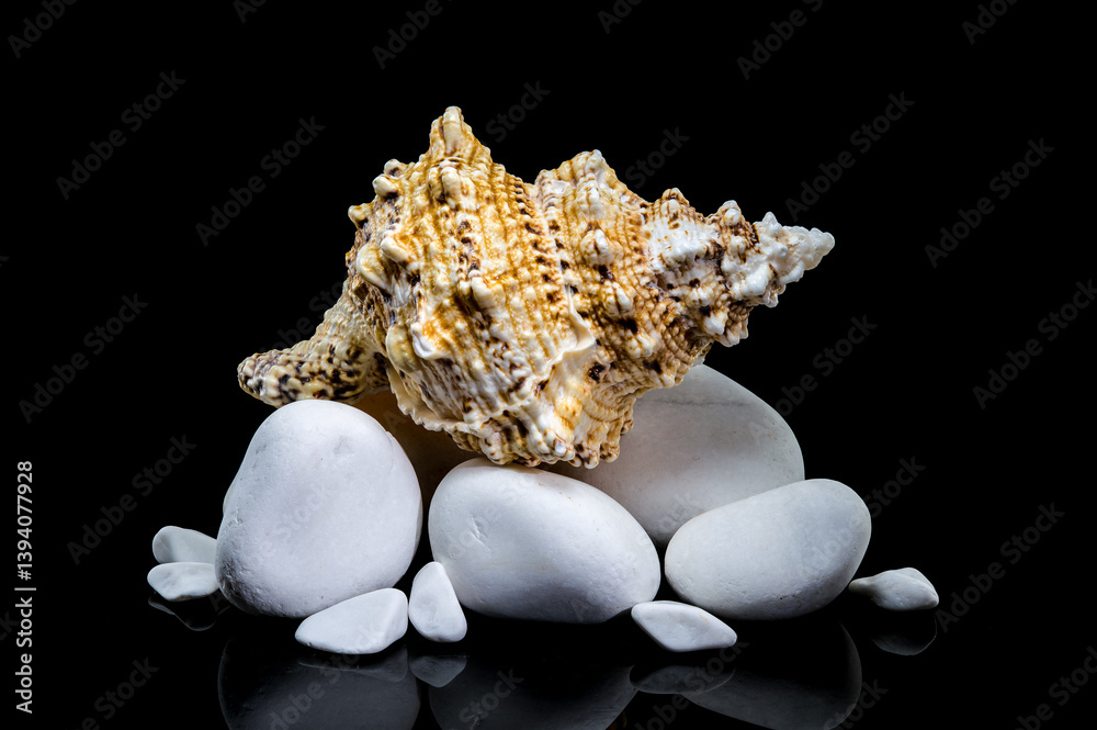 Giant Frog Snail Shell on White Stones: Black Reflection