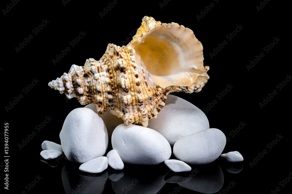 Giant Frog Snail Shell on White Stones: Black Reflection