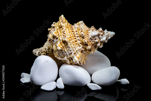 Obraz na płótnie Giant Frog Snail Shell on White Stones: Black Reflection w salonie