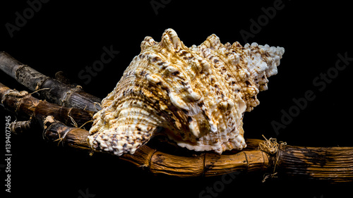 Obraz na płótnie Giant Frog Snail on Branch: Textured Shell on Black Backdrop w salonie