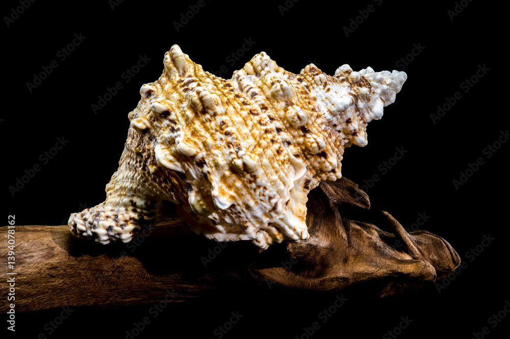 Giant Frog Snail Shell on Driftwood: Textured Detail on Black