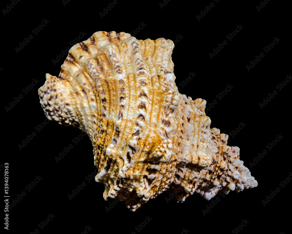 Giant Frog Snail Shell Isolated: Detailed Texture on Black Background
