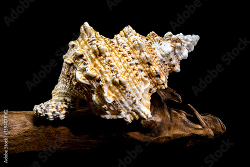 Giant Frog Snail Shell on Driftwood: Textured Detail on Black