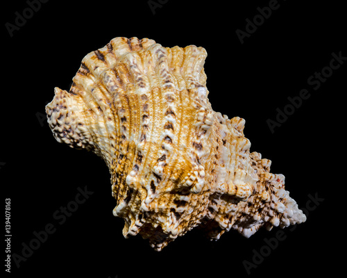 Giant Frog Snail Shell Isolated: Detailed Texture on Black Background