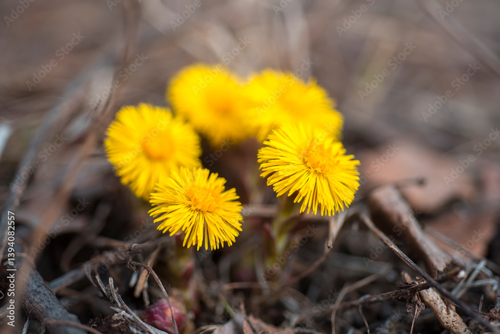 Yellow flowers of Coltsfoot in the spring in the garden Yellow flowers of Coltsfoot in the spring in the garden