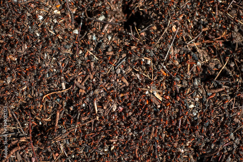 Ants in an anthill in the forest
