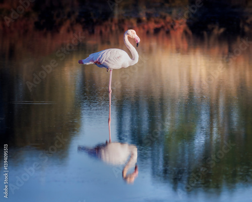 Flamant rose, salins d'Hyères, Var, France